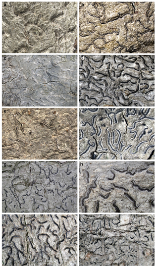 Thallus of Allographa
